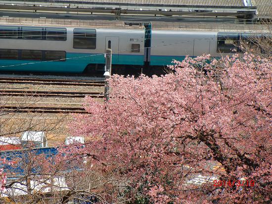 春らんまん、伊東公園 010.jpg