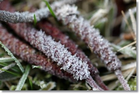 大野湊緑地公園-13 ハンノキ-4 15.1.21