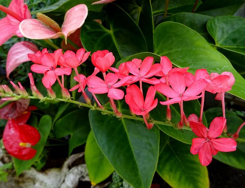 7月1日 今日の一花 その２ プルンバーゴ インディカ アカマツリ 赤茉莉 Gazengamaのブログ 散歩中に出合った花と趣味の陶芸作品 楽天ブログ