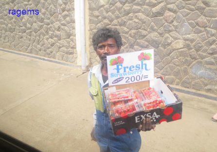 4 strawbery seller.jpg