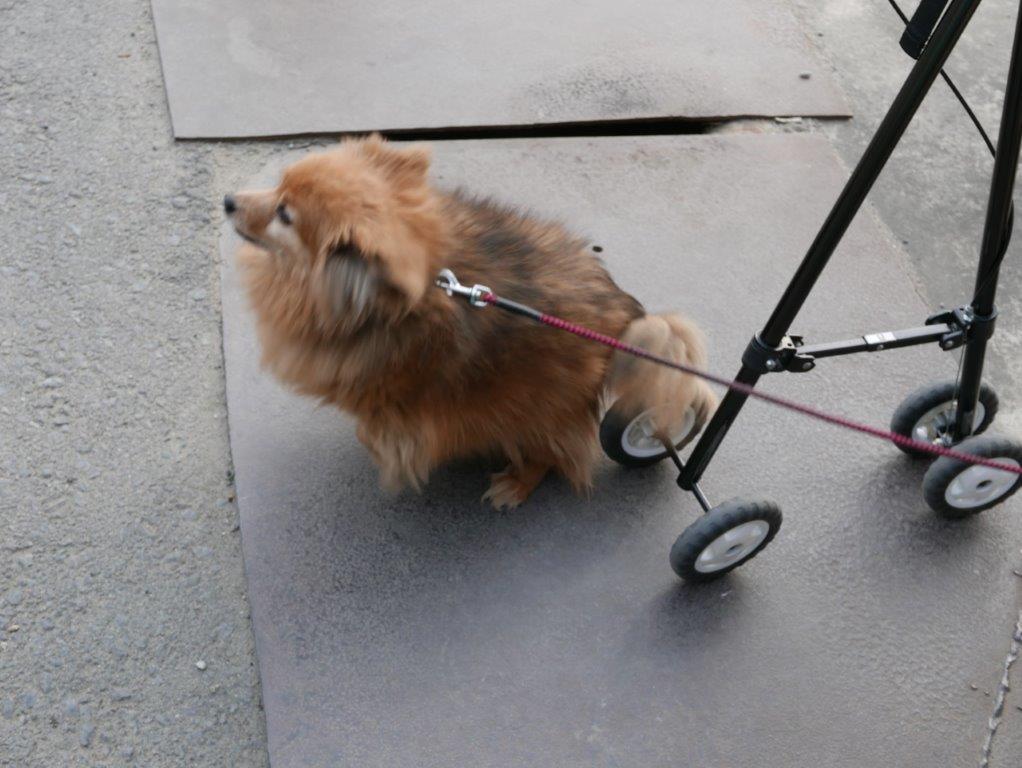 犬の散歩 また京都大原へ最後 痩せたいおっちゃんのダイエット記録 楽天ブログ