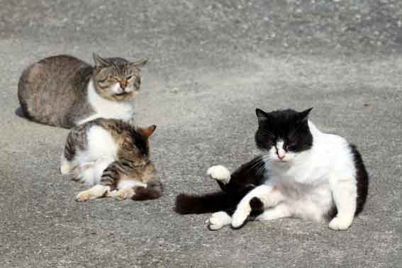 我が家のニャンコ♪2014/02/17-3