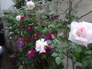 DSC01276.jpg