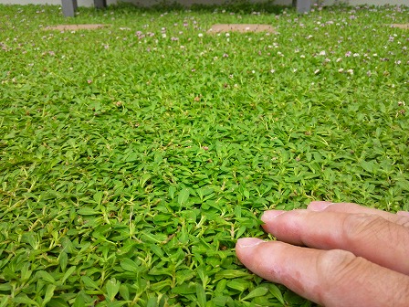 ゴルフ場の芝生がクラピアになったら2