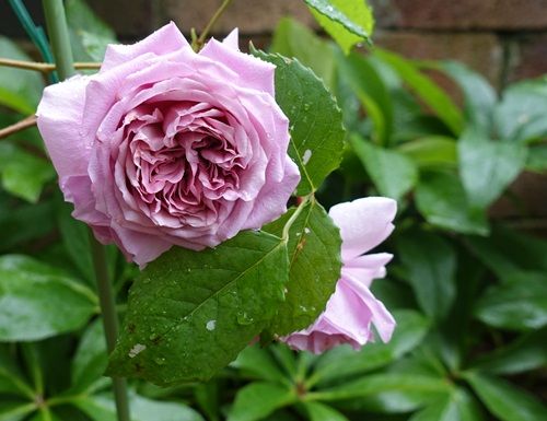 ローブアラフランセーズ アラベラ はつか大根 花のあるくらし 楽天ブログ