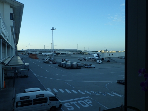 沖縄磯採集2015年11月下旬47　那覇空港
