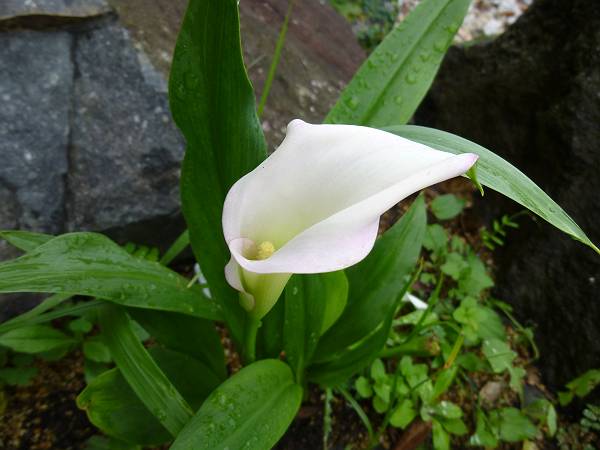P1000083-s.JPG