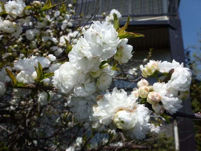 庭桜 ニワザクラ 白 庭梅 ニワウメ ３種類 写真あり 私の好きな花 楽天ブログ