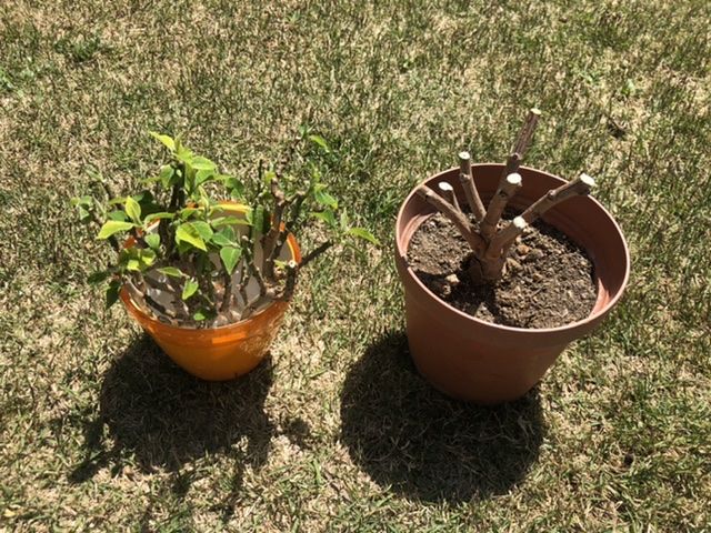 栽培日記 アジサイの挿し木 庭ぐらし 楽天ブログ