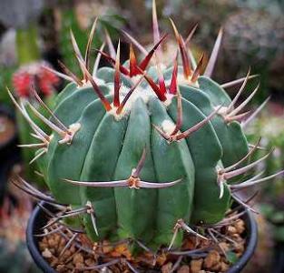 丸ごと竜剣丸 | ☆ガマンマの ニク・サボ栽培☆ - 楽天ブログ