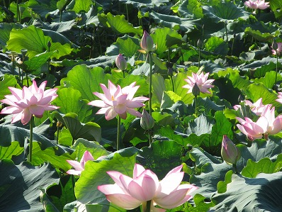 s-写真6_大賀蓮.jpg