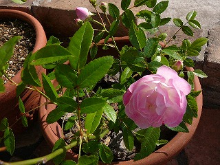 P1290657ss.jpg