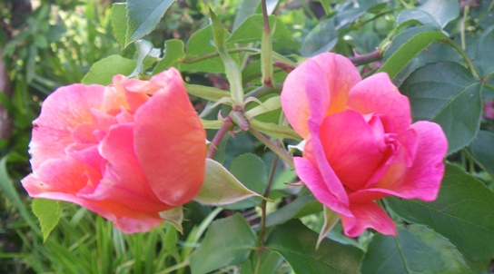 薔薇