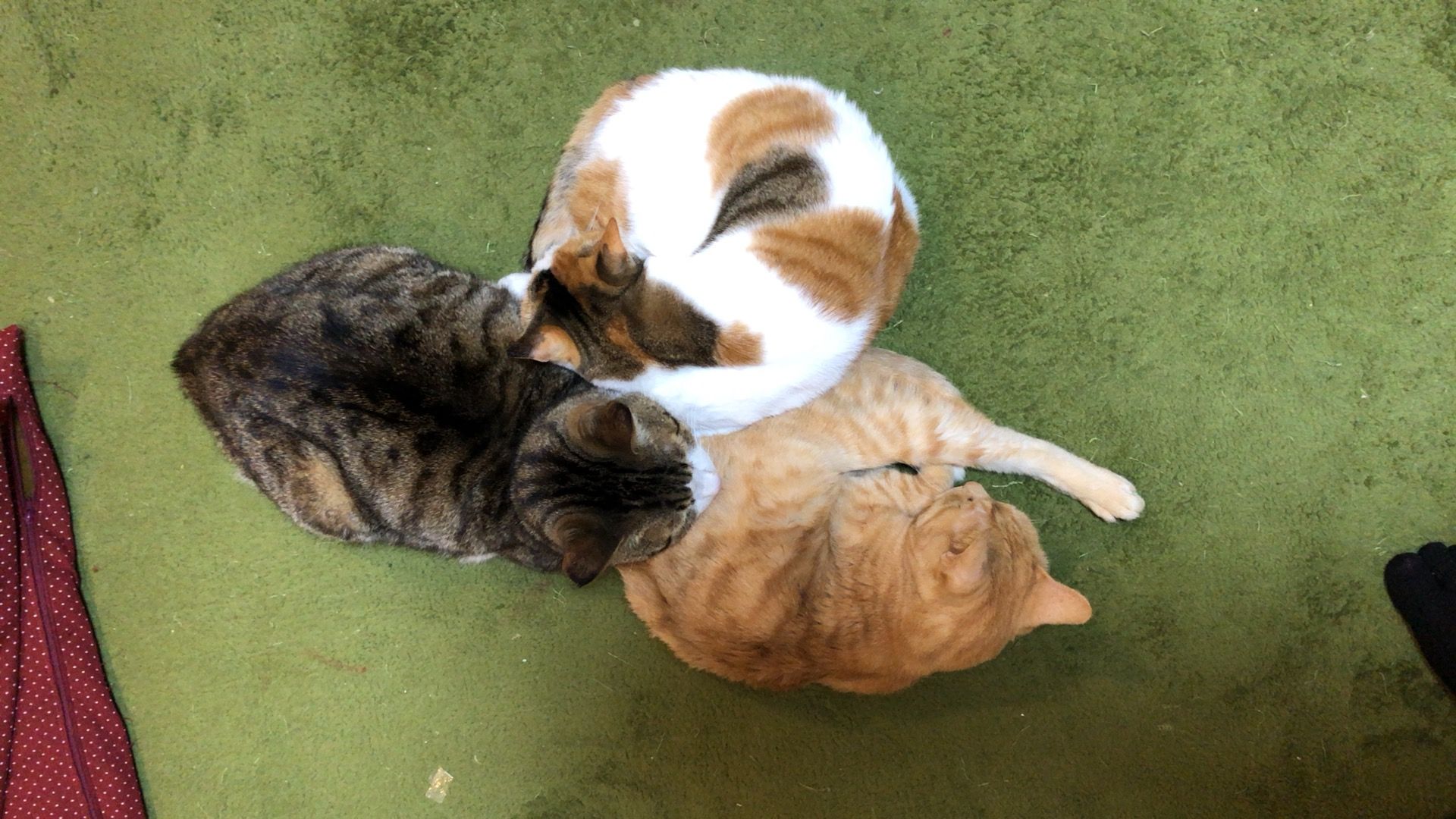 ペット 猫 ]  ヘラブナ釣り、鯉釣り - 楽天ブログ