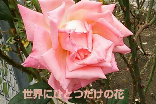 rblog-20161121195517-00.jpg
