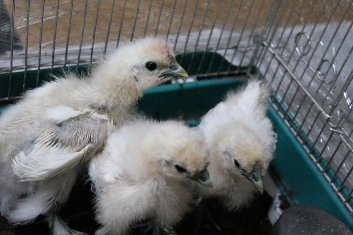 烏骨鶏のヒヨコ | ウズラ、ニワトリ たまに育雛 - 楽天ブログ