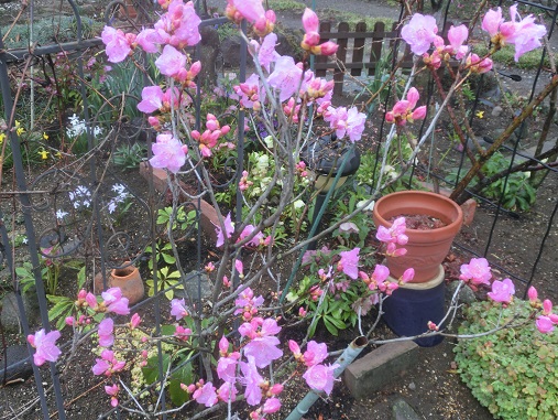 早咲きミツバツツジ