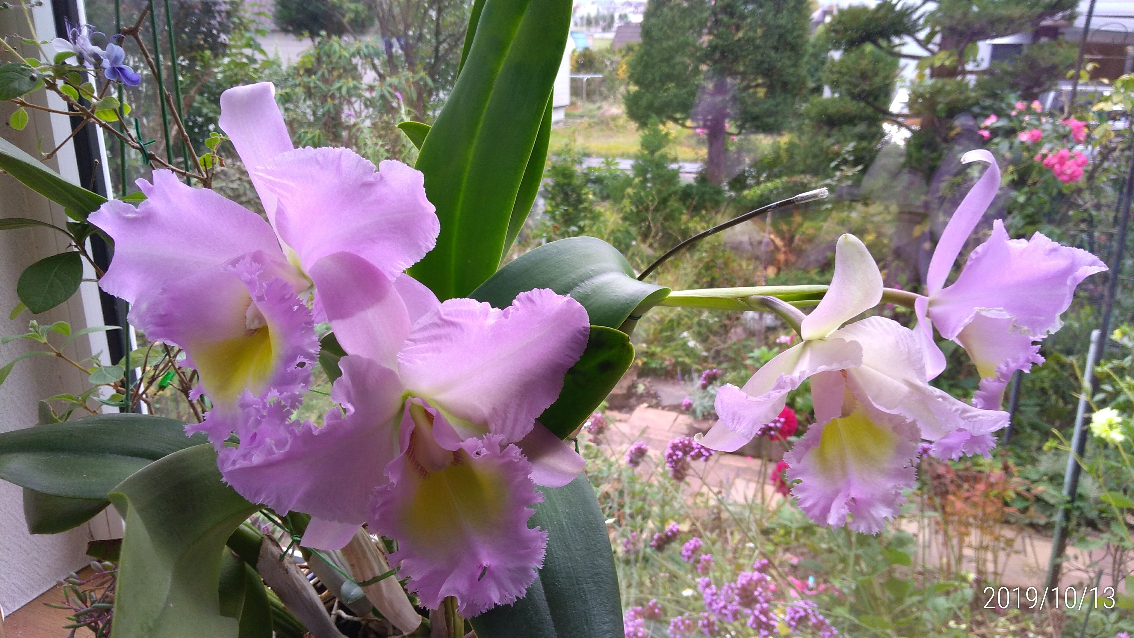 カトレアの花 花に癒されて 楽天ブログ