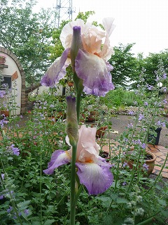 P1020475ss.jpg
