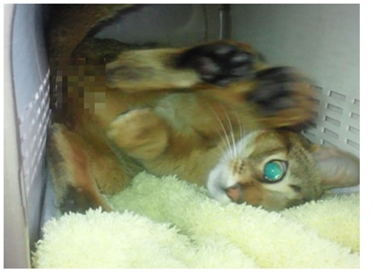 2013ヴァルト2