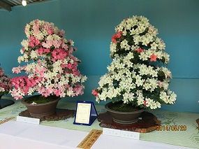 IMG_3128b.jpg