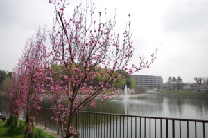 130329サクラか