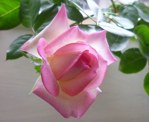 P1240245画像2.jpg
