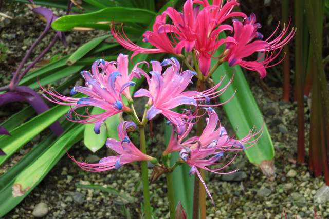 秋の花だより 京都府立植物園より お散歩うさぎさんのブログ 京都 いろ色 楽天ブログ