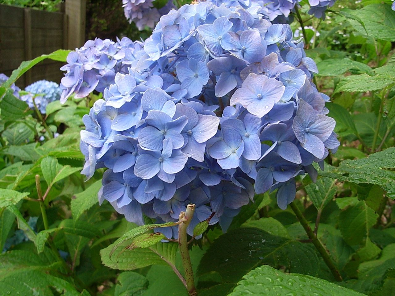 紫陽花 あじさい は集まった藍色の花 60ばーばの手習い帳 楽天ブログ