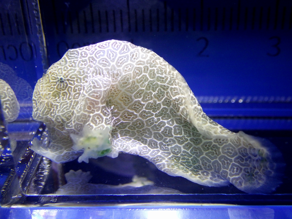 Honeycomb Frogfish（Histiophryne sp.1）2