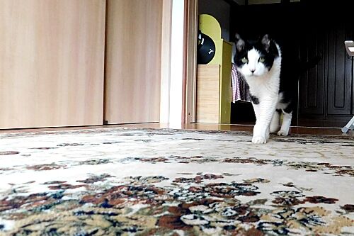 ツンドラへの道 耳 ミミ とチャッピの布団 楽天ブログ ツンドラへの道 耳 ミミ とチャッピの布団 楽天ブログ