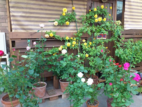 2013.5.9A.jpg