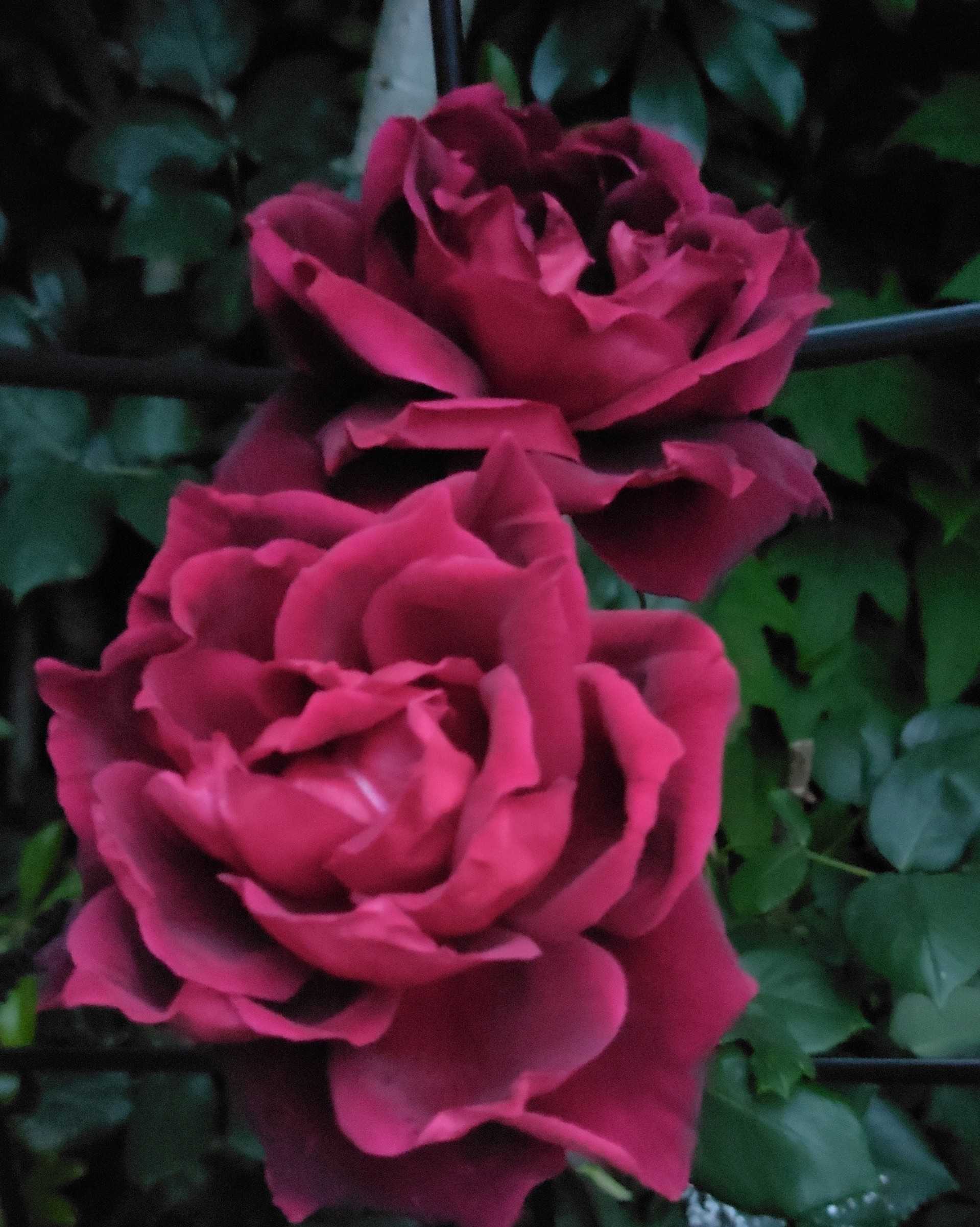 今日の 庭の花 笑えるサバイバルガーデンにようこそ 楽天ブログ