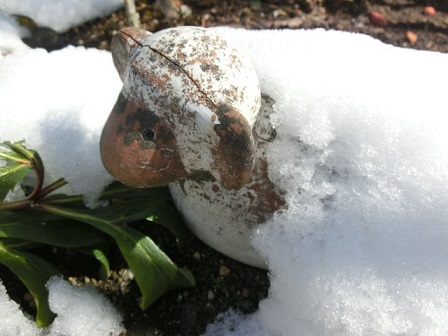 雪化粧のヒツジ