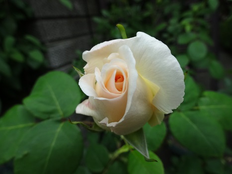 白いバラ３.JPG