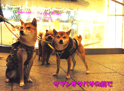 20121125つけま犬ぽちこピアス犬のこsamataba