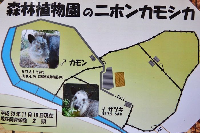 カモシカ園5