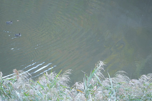 修善寺自然公園もみじ林