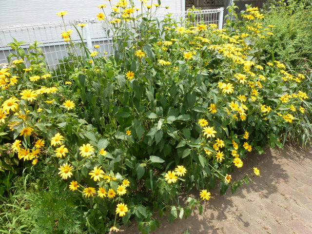 472 菊芋