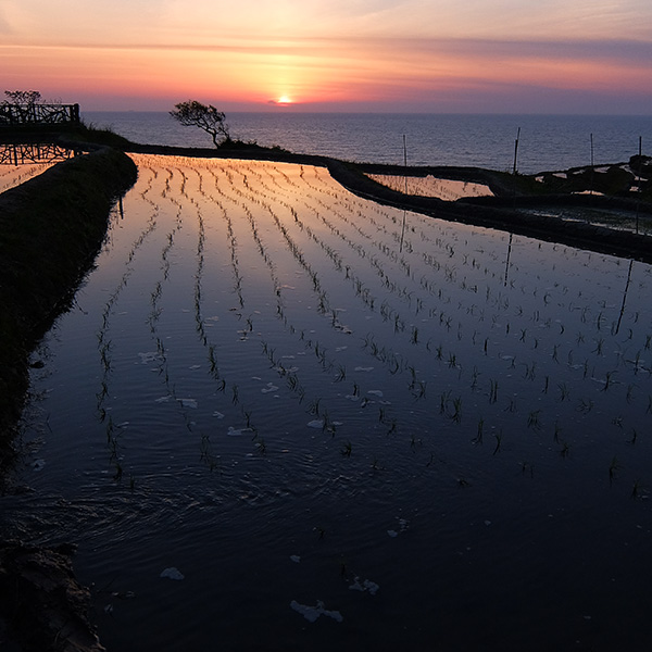 千枚田の夕陽