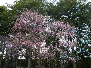 P1310099ss.jpg