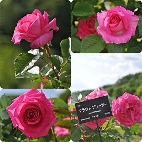 薔薇１