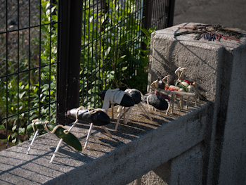P1030466-1.jpg