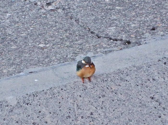 カワセミ4