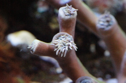 2014_0702ｳｲｽｶｰｽﾞ､ﾏﾒｽﾅ0021.JPG