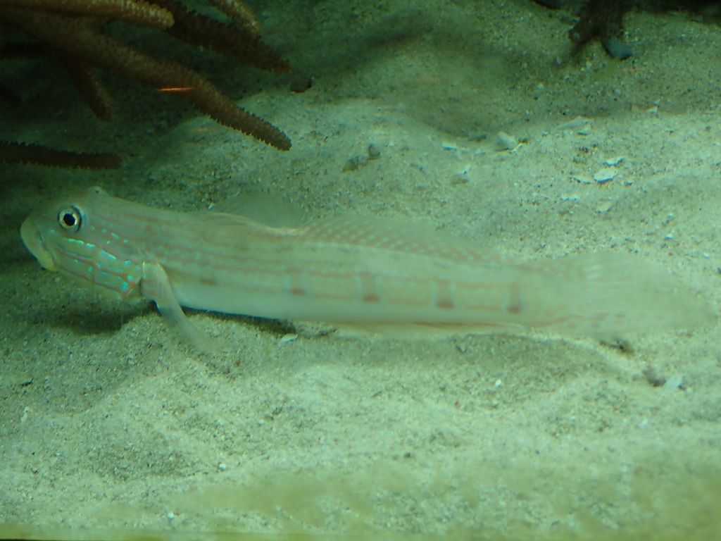 水族館 ボケないための日記のようなモノ 楽天ブログ