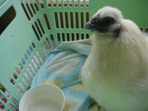 DSC07418.JPG