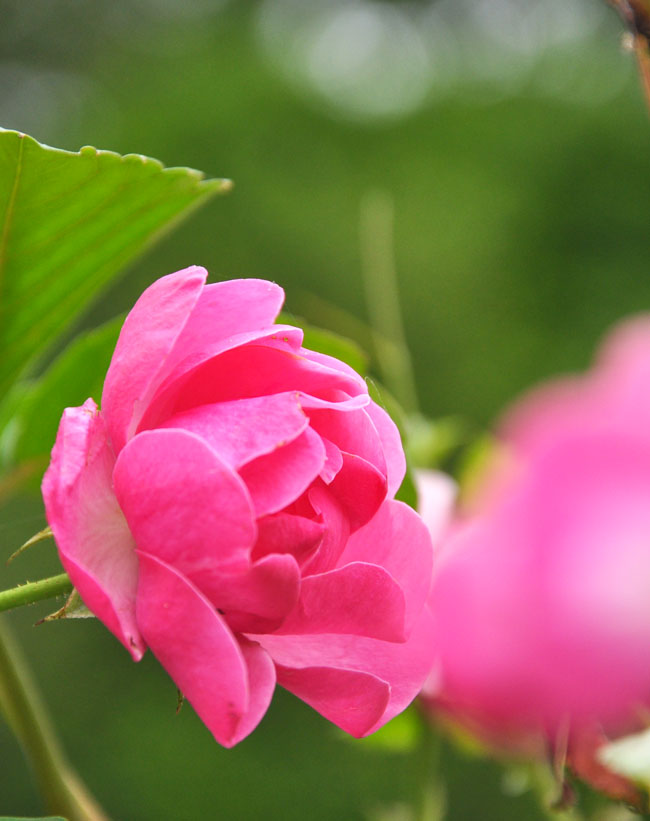 花７