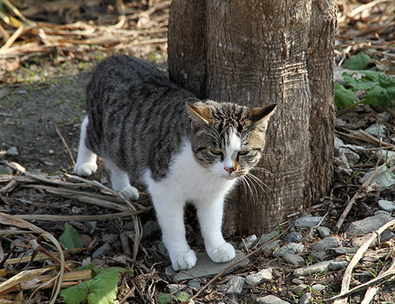 我が家のニャンコ♪2014/12/31-2