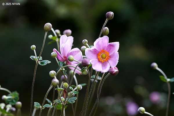 シュウメイギク（秋明菊、キンポウゲ科）